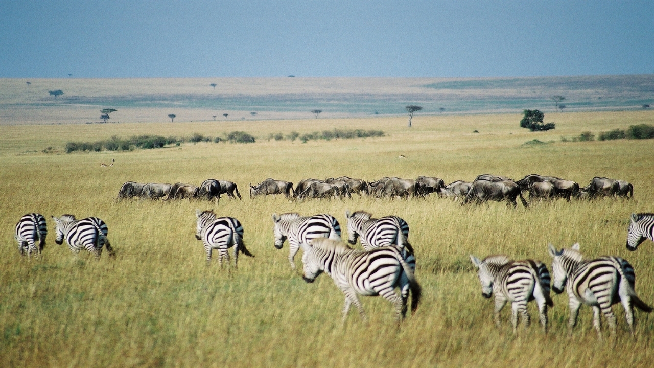 Nature Parks MASSAI MARA Kenya