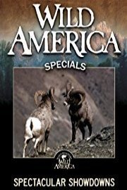 Wild America: Spectacular Showdowns