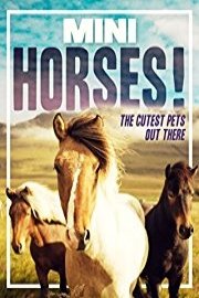 Mini Horses!
