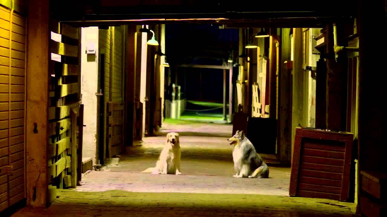 Adventures of Bailey: A Night in Cowtown