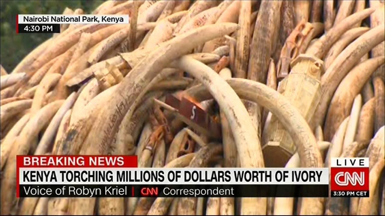 Ivory: A Crime Story