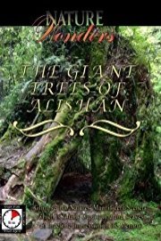 Nature Wonders THE GIANT TREES OF ALISHAN