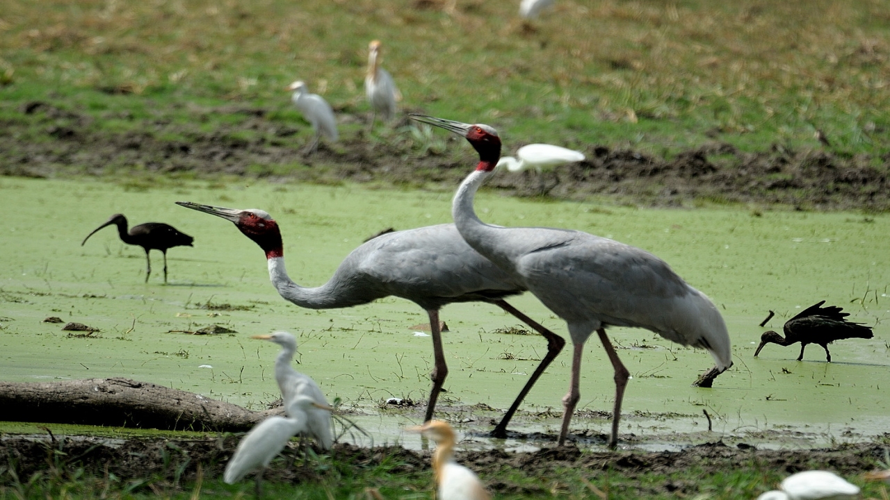 Nature Wonders KEOLADEO GHANA India