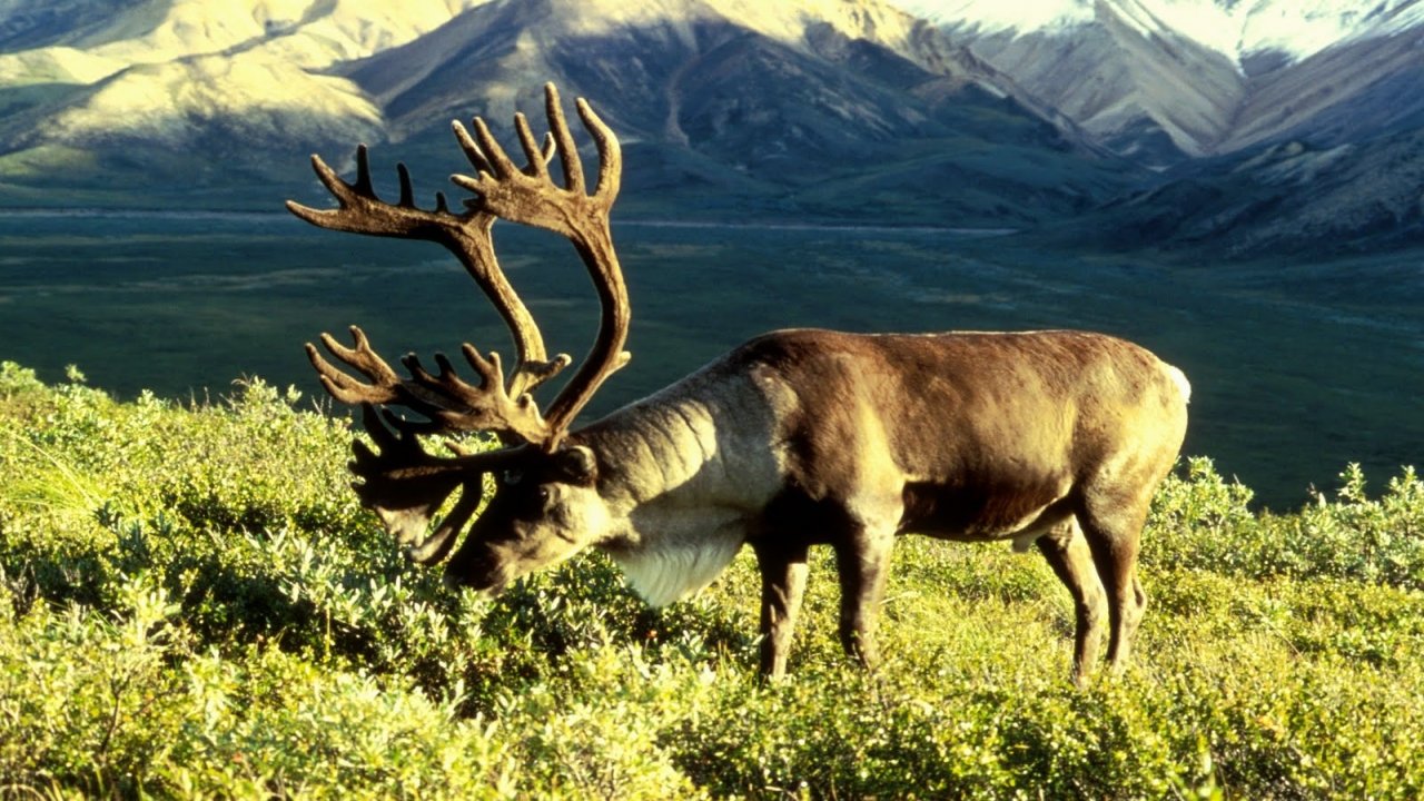 Return of the Caribou