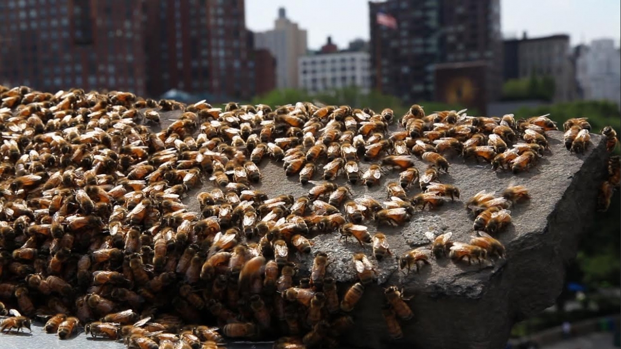 The Last Beekeeper