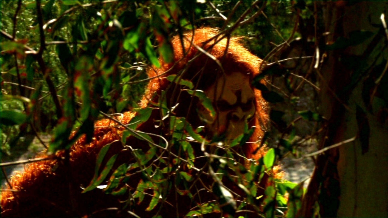 Bigfoot Vs. D.B. Cooper