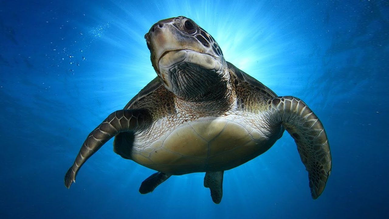 Hawksbill Sea Turtles & Relaxing Music - BaLu - Relaxing Nature