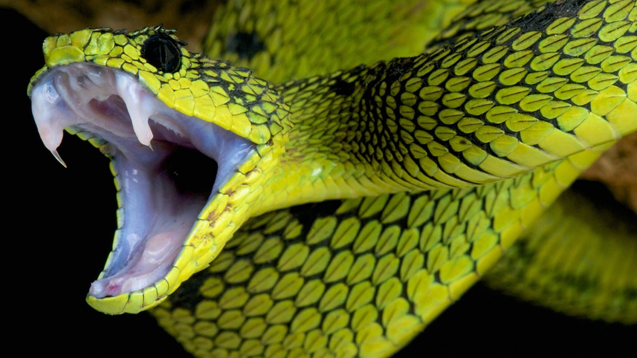 LANGUAGE OF DREAMS: SNAKES IN DREAMS.