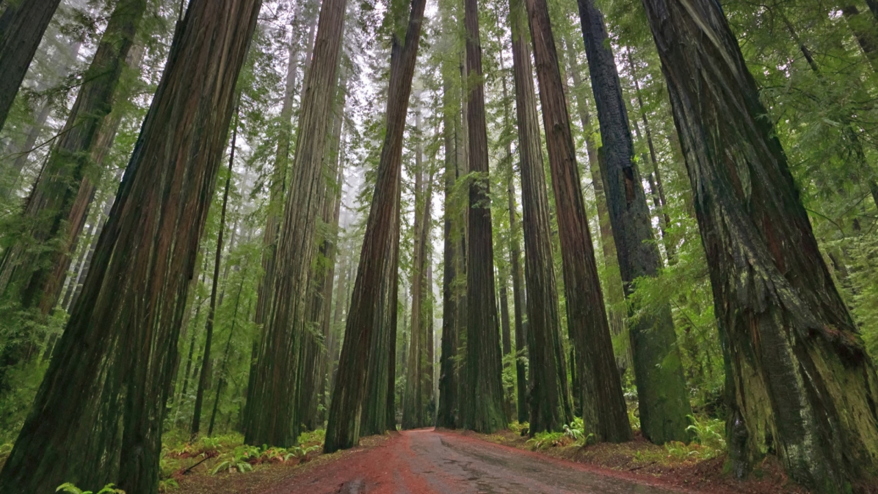 California Redwoods