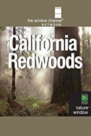 California Redwoods