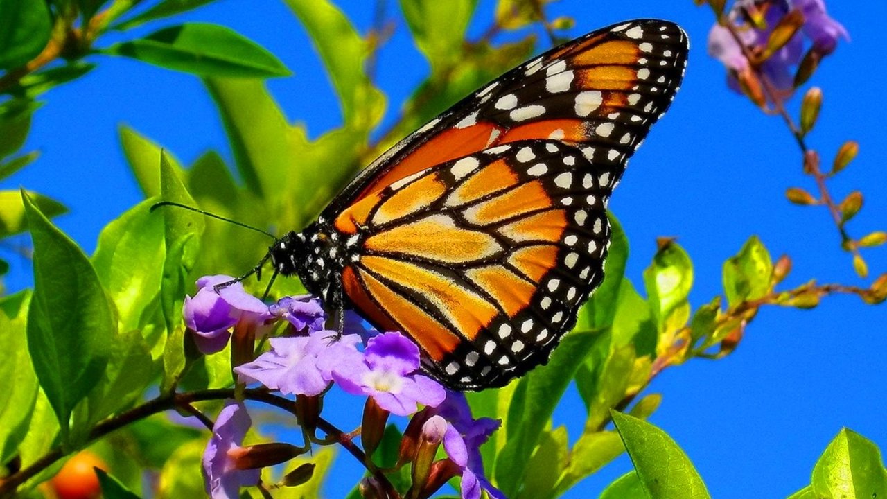 Garden Travels Enabling Garden Butterflies