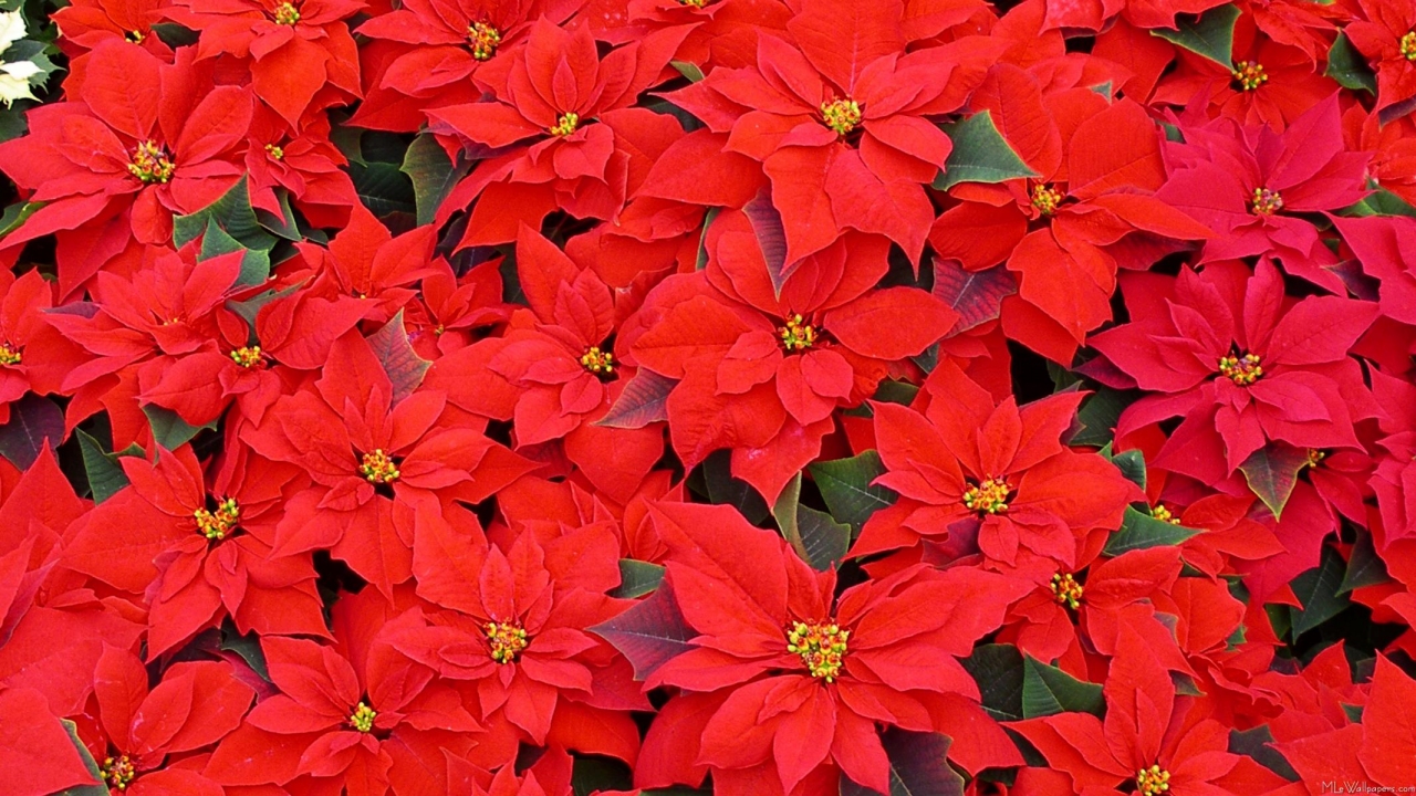 Garden Travels Holly Poinsettias