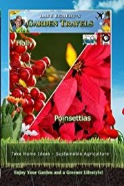 Garden Travels Holly Poinsettias