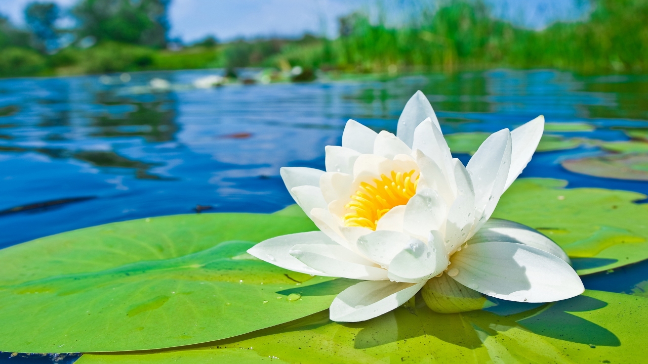 Garden Travels Water Lilies Honey