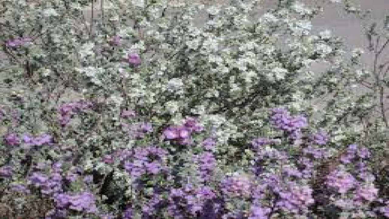 Garden Travels Colorful Heat-Proof Plants Oregon Garden