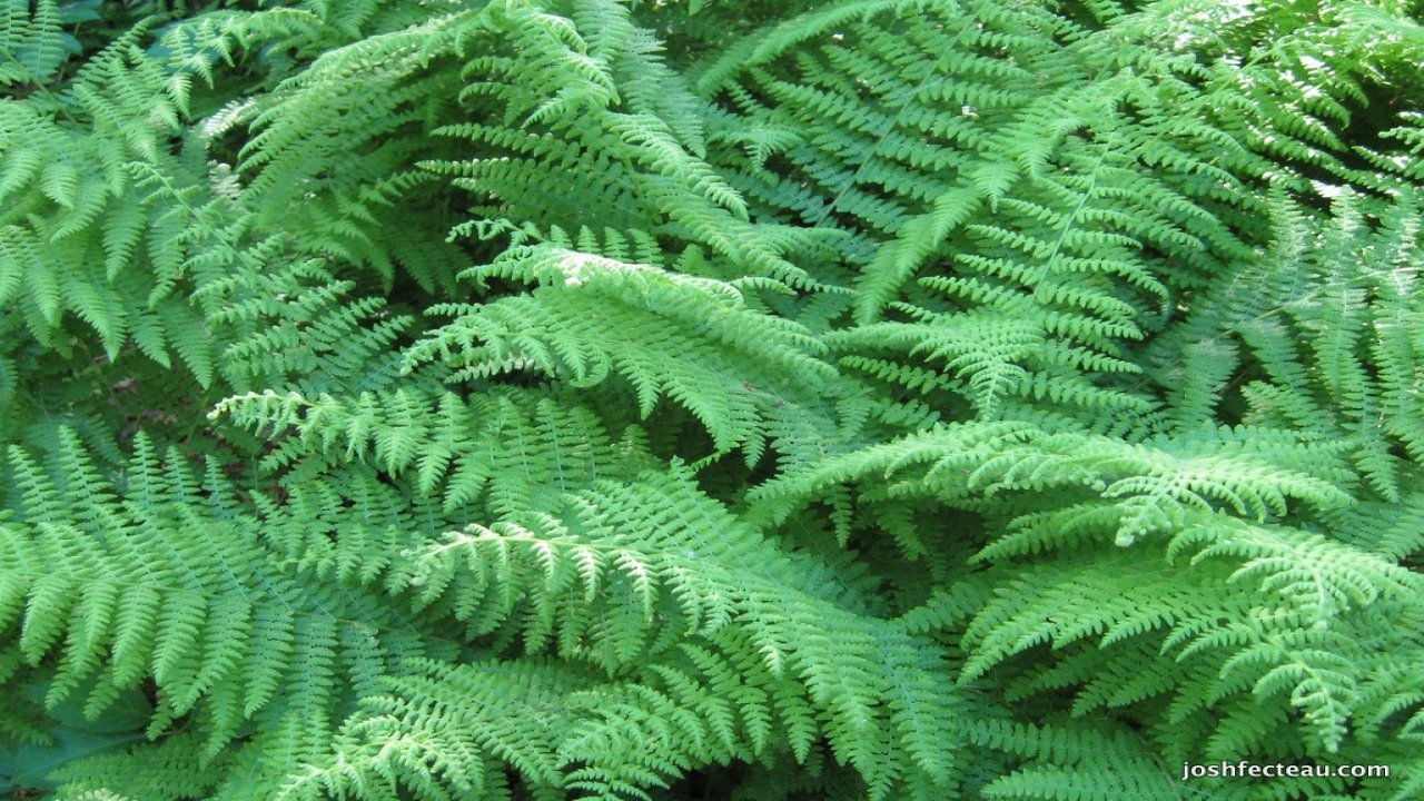 Garden TravelsFancy Ferns Western Hills Nursery
