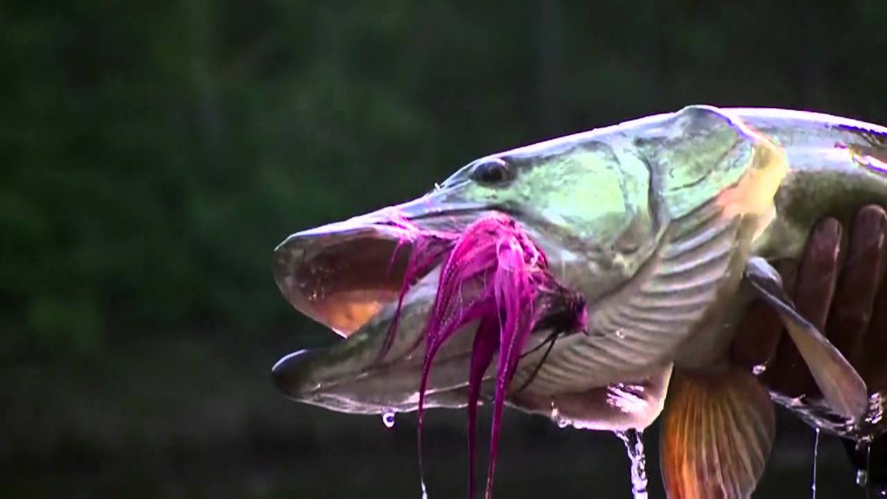 Fly Fishing Film Tour 2012