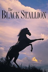 The Black Stallion