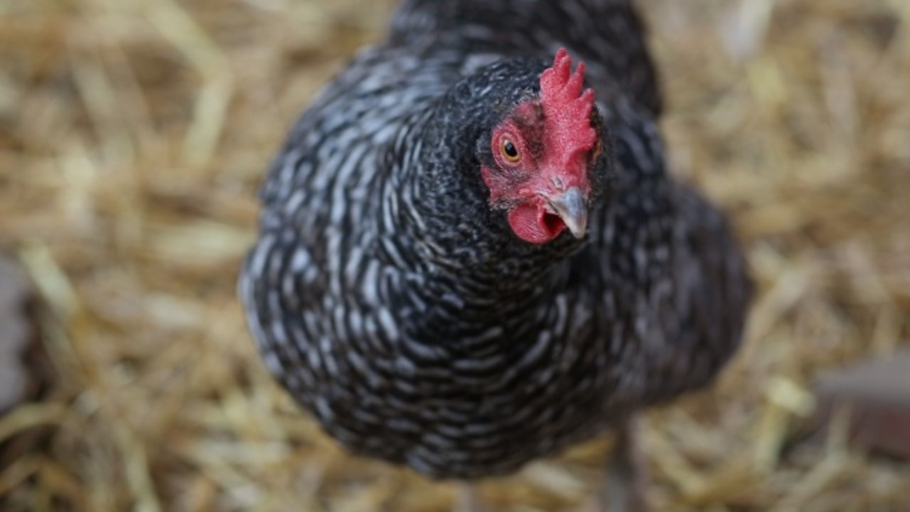 Backyard Chicken Coops