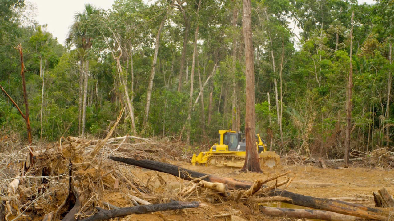 The Rainforests are Under Threat