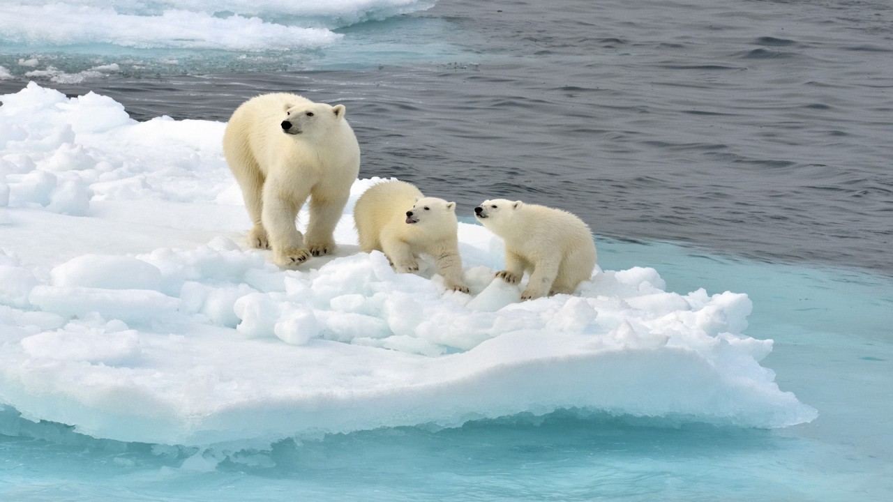 Polar Bears: Ice Bear