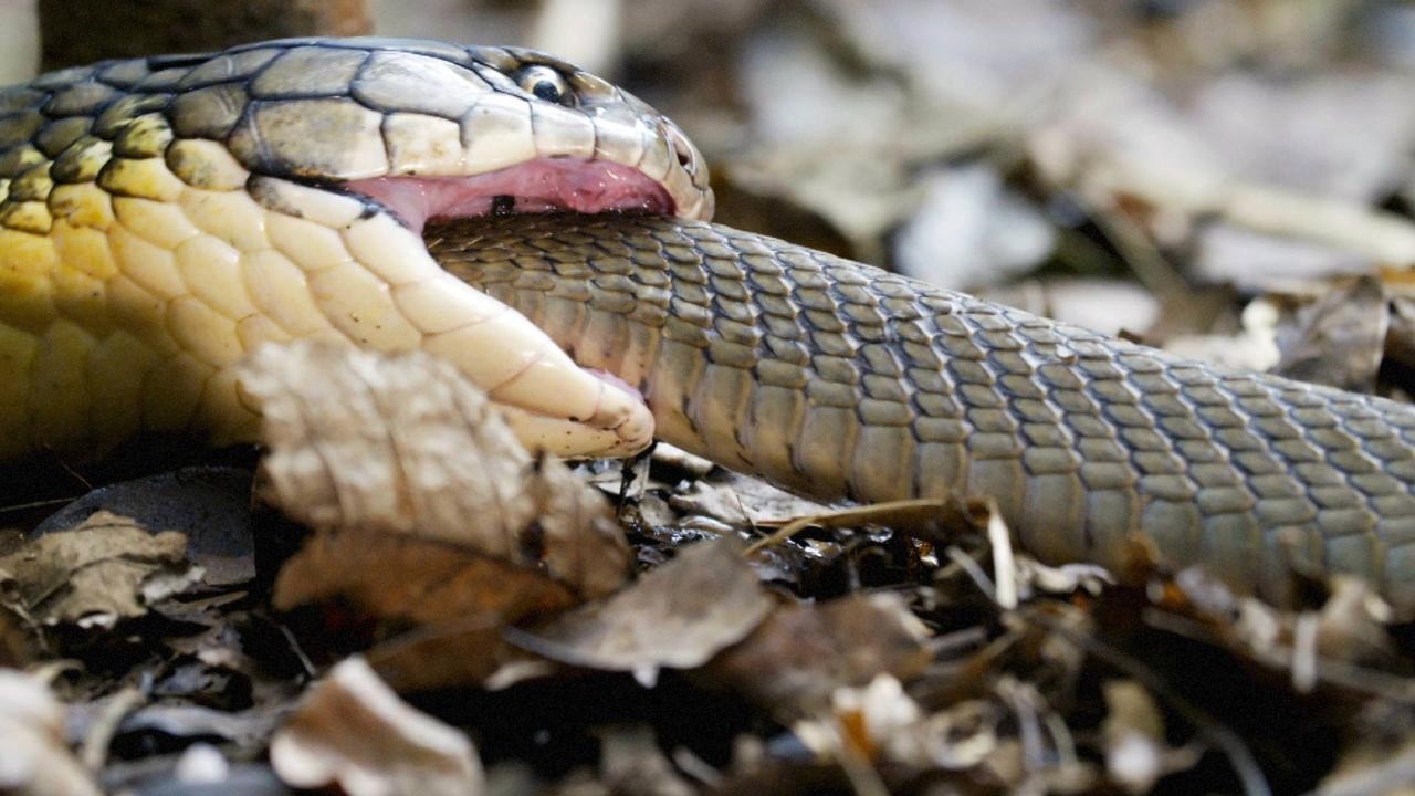 Cobra King