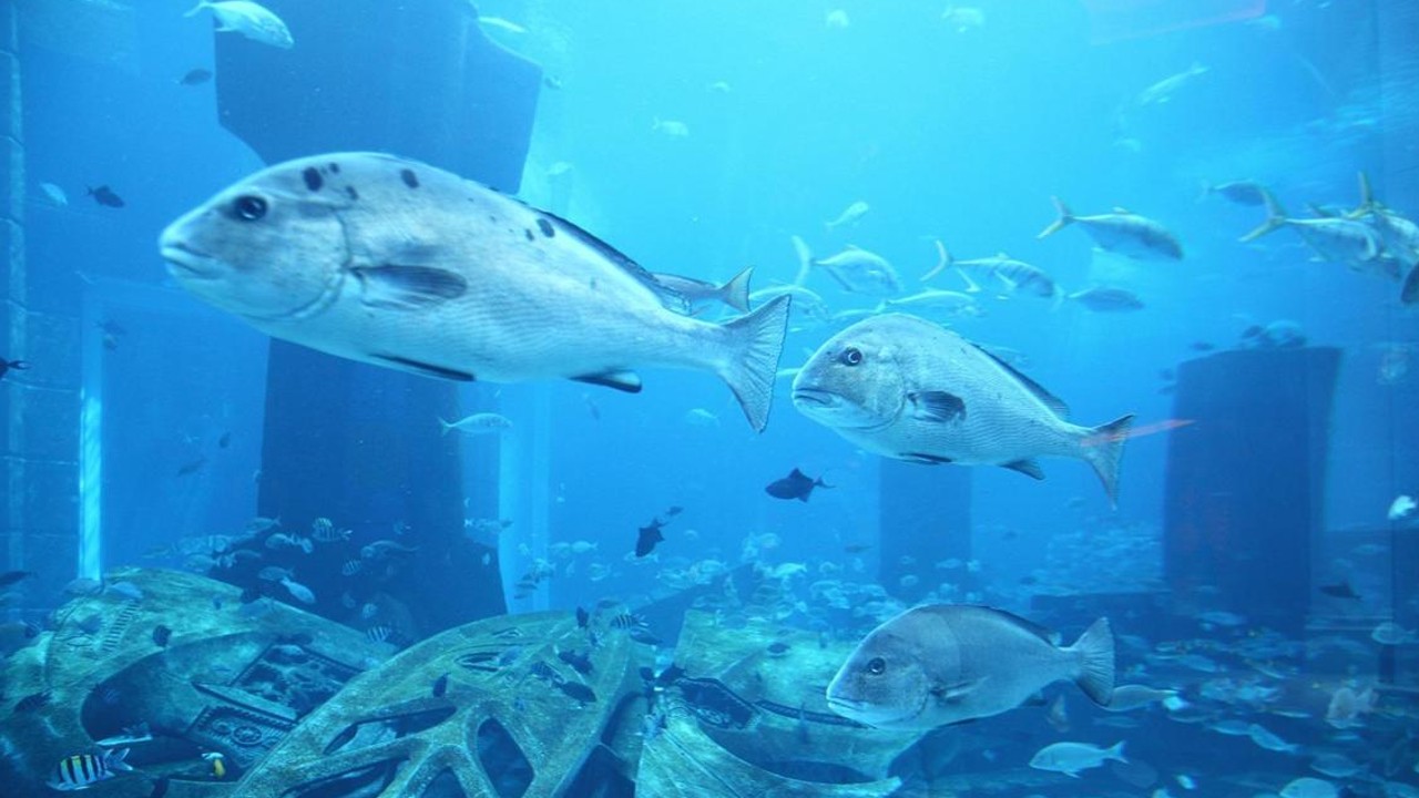 Atlantis: The End of an Empire