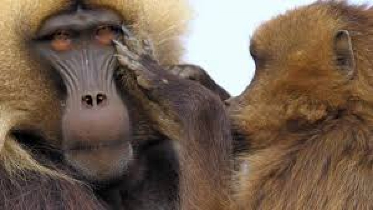 Baboon King