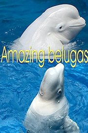 Amazing belugas
