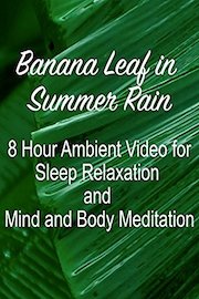 Banana Leaf in Summer Rain 8 Hour Ambient Video for Sleep Relaxation and Mind and Body Meditation
