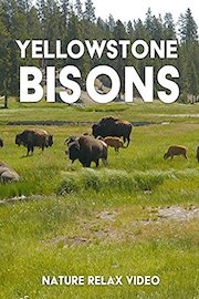 Nature Relax Video: Yellowstone Bisons