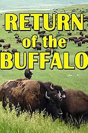Return Of The Buffalo: Restoring The Great American Prairie