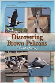 Discovering Brown Pelicans: A Coastal Journey