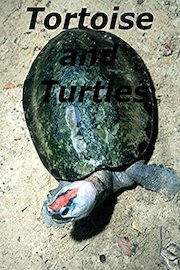 tortoise and turtles