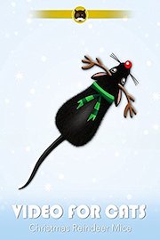 Video for Cats Christmas Reindeer Mice