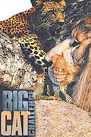 Big Cat Challenge