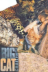 Big Cat Challenge
