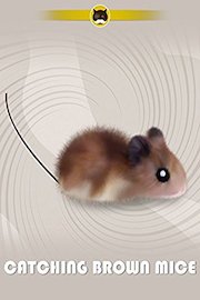Catching Brown Mice