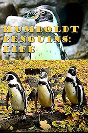 Humboldt Penguins: Life