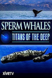 Sperm Whales: Titans of the Deep