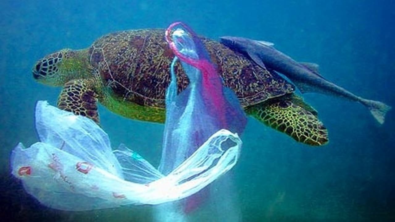 Plastic: The Real Sea Monster