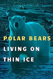 Polar Bears: Living on Thin Ice