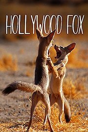 Hollywood Fox