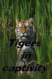 Tigers in captivity
