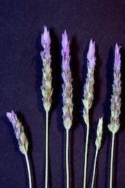 Moments in Lavender
