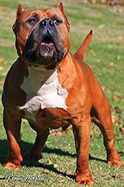 ONE DOG ONE LINE