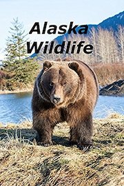 Alaska Wildlife