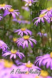 A Flower Medley