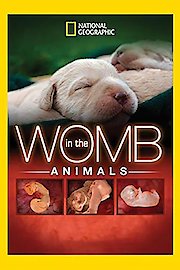 Animals In The Womb