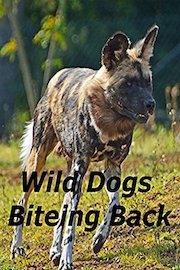 Wild Dogs Biteing Back